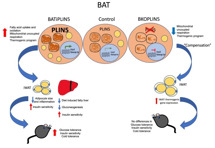 Read more about the article Perilipin 5 links mitochondrial uncoupled respiration in brown fat to healthy white fat remodeling and systemic glucose tolerance (Gallardo-Montejano et al, 2021)