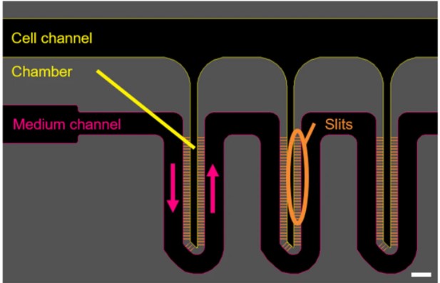 versatile-microfluidic-3D-culture-HepaRG-cells