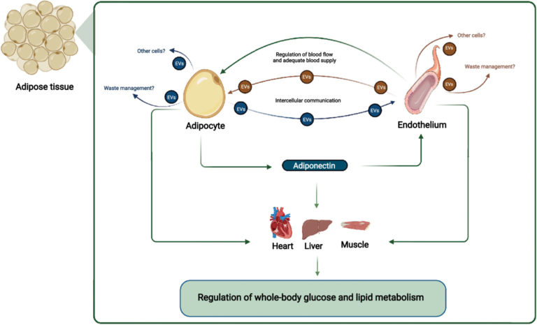 Read more about the article Adipocyte-Endothelium Crosstalk in Obesity