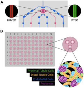 kidney organoid and microphysiological kidney chip models