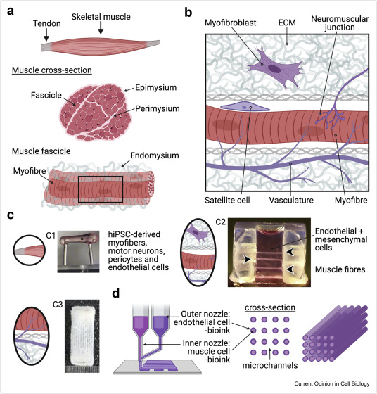 Read more about the article Advanced models of human skeletal muscle differentiation, development and disease: 3D cultures, organoids and beyond