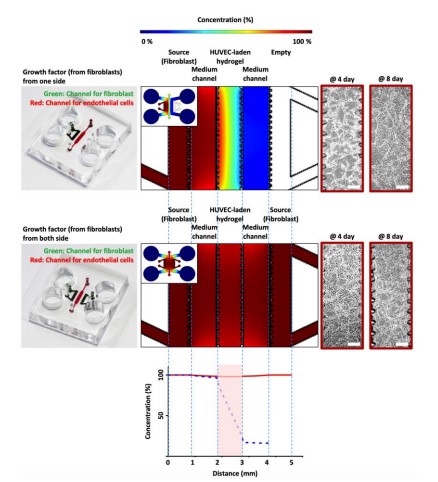 Read more about the article 3D Microphysiological System- Vascularized Tissue Constructs for Regenerative Medicine