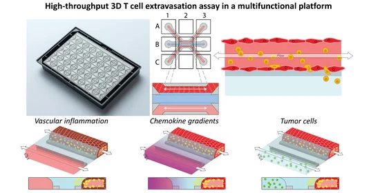 Read more about the article A Microfluidic 3D Endothelium-on-a-Chip Model to Study Transendothelial Migration of T Cells in Health and Disease