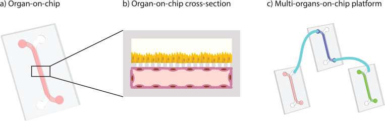 Read more about the article Facilitating implementation of organs-on-chips by open platform technology