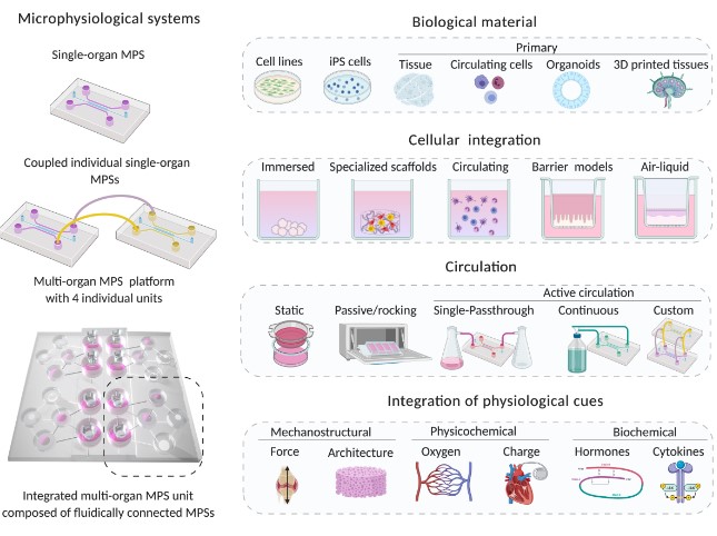 Multiorgan-Microphysiological-Systems